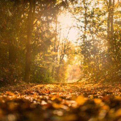 半岛综合APP下载